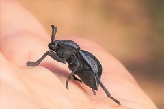 Microschatia inaequalis