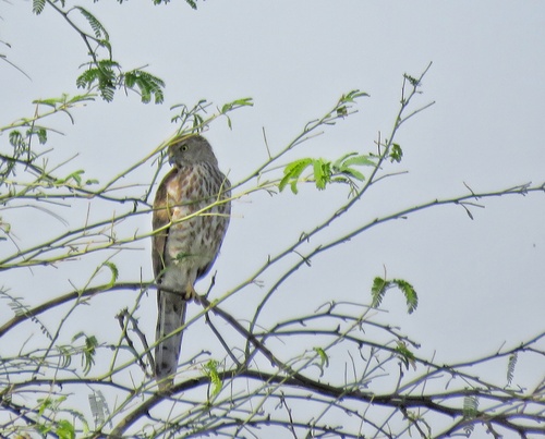 Shikra