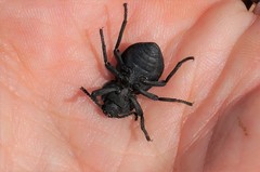 Microschatia inaequalis