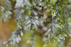 Hymenophyllum wilsonii