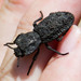 Diabolical Ironclad Beetle - Photo (c) BJ Stacey, some rights reserved (CC BY-NC)