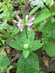 Stachys rigida quercetorum