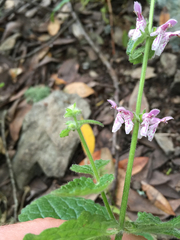 Stachys rigida quercetorum
