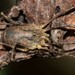Odiellus granulatus - Photo (c) brunoparisotto，保留部份權利CC BY-NC