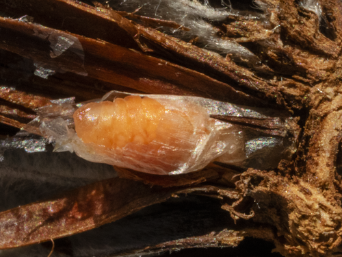 Willow Pinecone Gall Midge