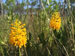 Platanthera integra