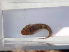 Apletodon dentatus