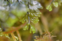 Hymenophyllum wilsonii