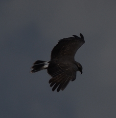 Rostrhamus sociabilis plumbeus