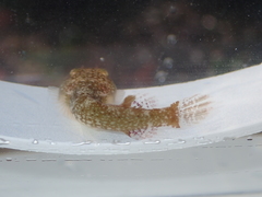 Apletodon dentatus