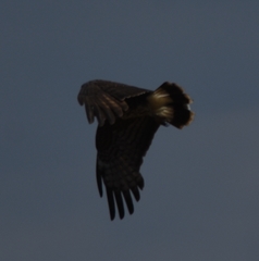 Rostrhamus sociabilis plumbeus