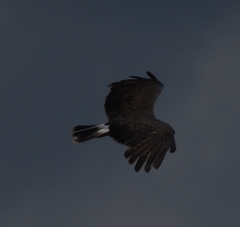 Rostrhamus sociabilis plumbeus