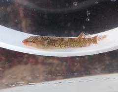 Apletodon dentatus