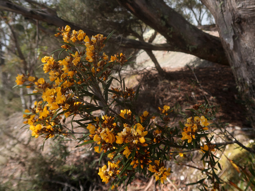 Image of Oxylobium arborescens by no rights reserved