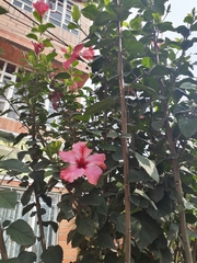 Hibiscus rosa-sinensis