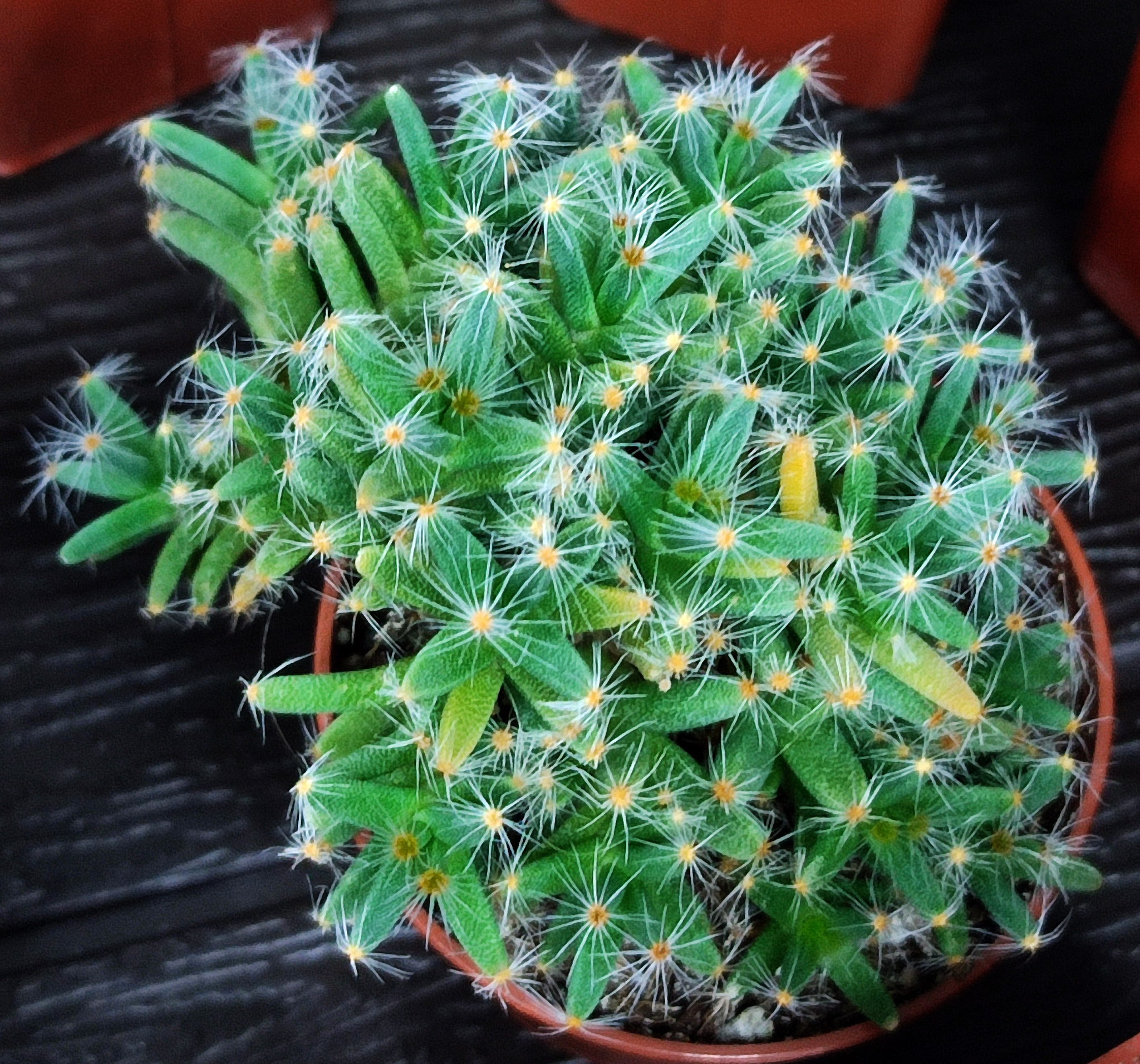 Trichodiadema densum (Haw.) Schwantes