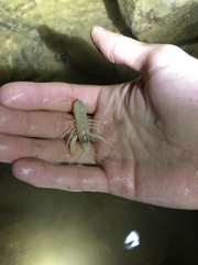 Orconectes australis