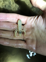 Orconectes australis