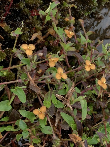 Few Flowered Dewflower (Murdannia pauciflora)
