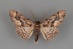 Phaeoura mexicanaria