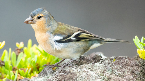 Azores Chaffinch