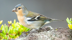 Azores Chaffinch photo 3