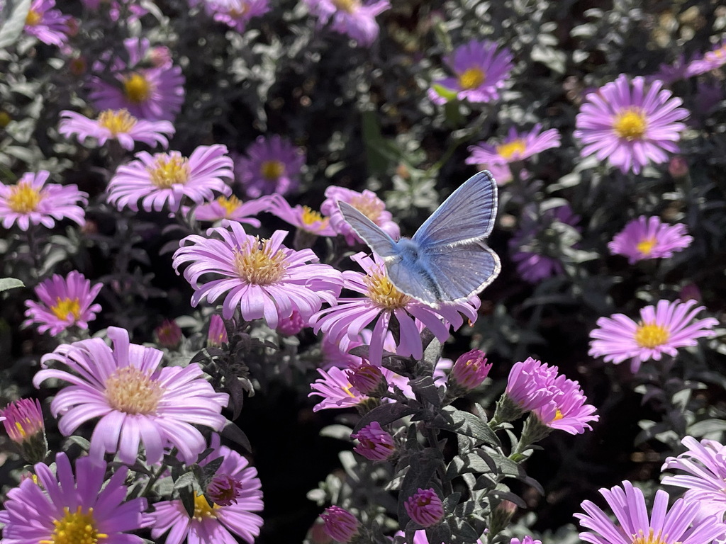 Common Blue from Дивное, Ставропольский край, Россия on October 5, 2023 ...