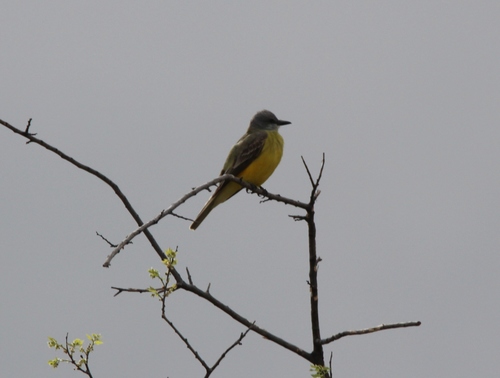 Tyrannus couchii