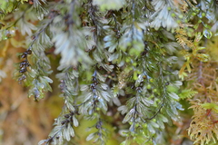 Hymenophyllum wilsonii