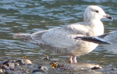 Larus glaucoides thayeri