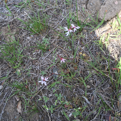 Lithophragma glabrum