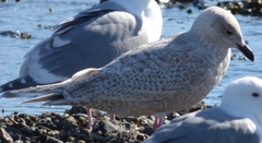 Larus glaucoides