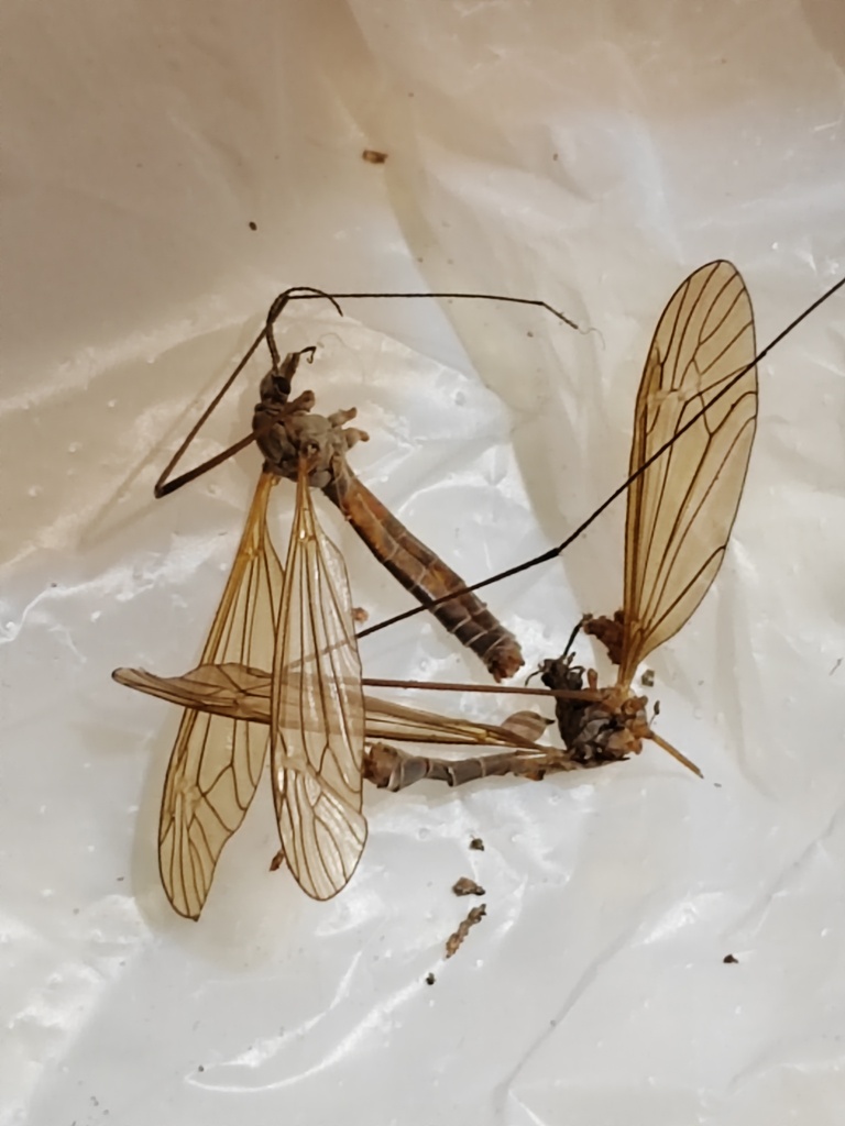 Arctotipula