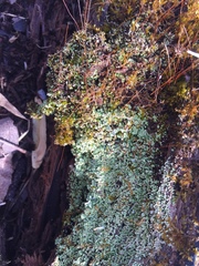 Cladonia parasitica
