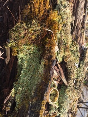 Cladonia parasitica