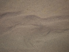Cyprinodon salinus salinus