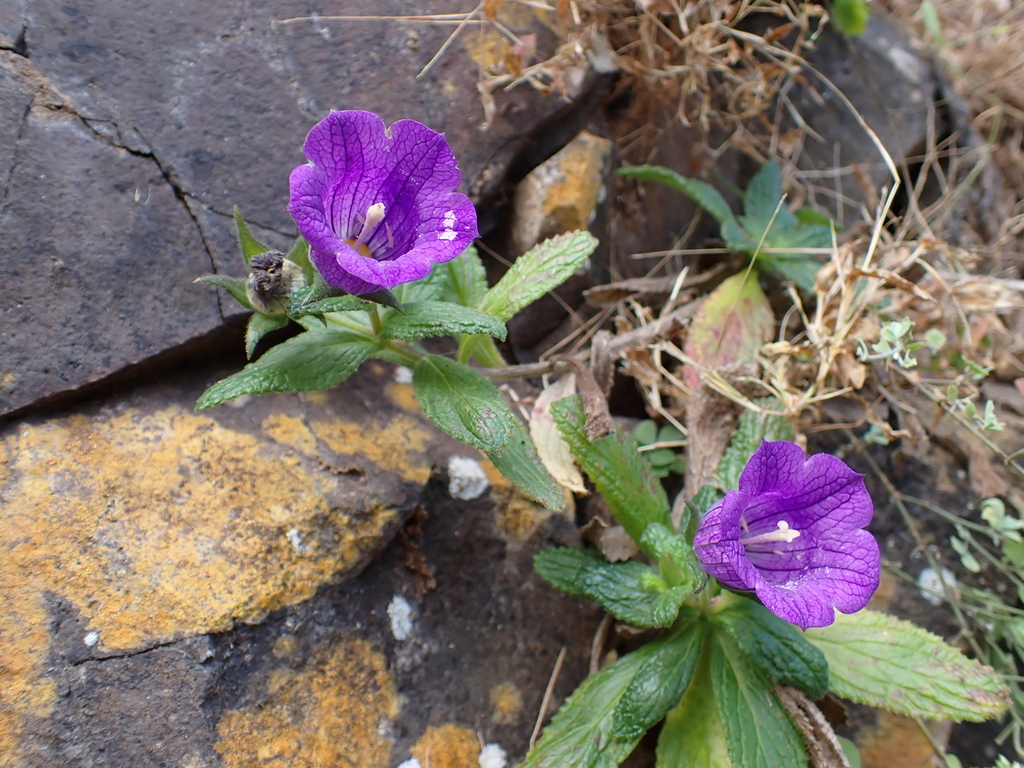 Campanula jacobaea; photograph (c) Milan Chytrý, some rights reserved (CC BY)