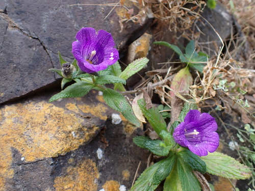 Cape Verde Blue Bellflower (Campanula jacobaea)