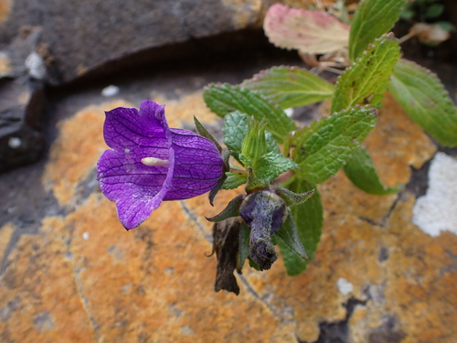 Image of Campanula jacobaea by (c) Milan Chytrý, some rights reserved (CC BY)