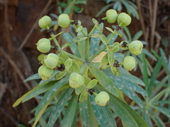 Euphorbia tuckeyana, photograph (c) Milan Chytrý, some rights reserved (CC BY)