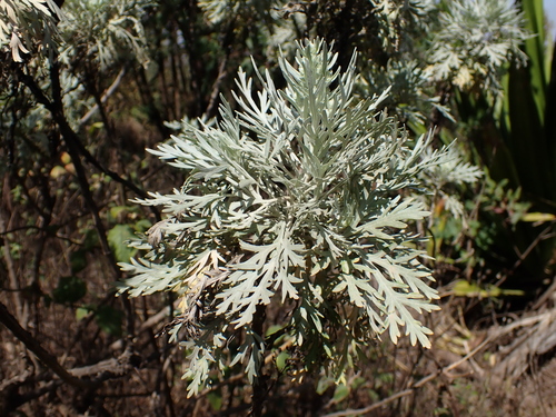 Cape Verde Sagebrush (Artemisia gorgonum)