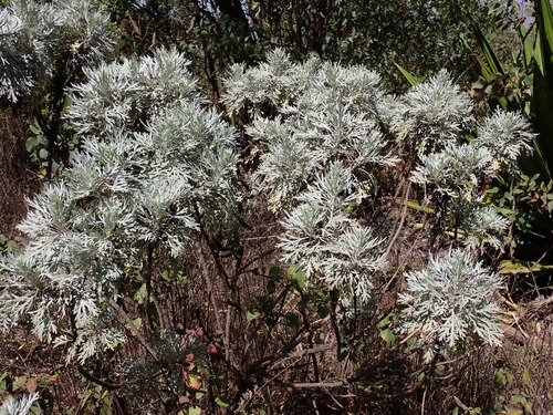 Image of Artemisia gorgonum by (c) Milan Chytrý, some rights reserved (CC BY)