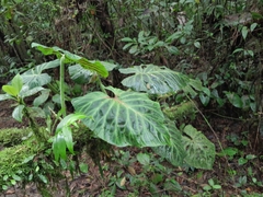 Philodendron verrucosum image