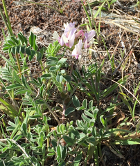 Astragalus cibarius