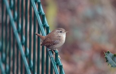 Troglodytes troglodytes