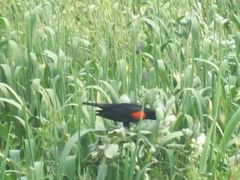 Agelaius phoeniceus californicus