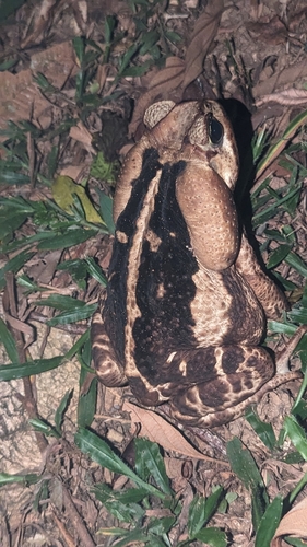 Cope's Toad, Rhinella diptycha