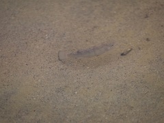 Cyprinodon salinus salinus