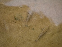 Cyprinodon salinus salinus