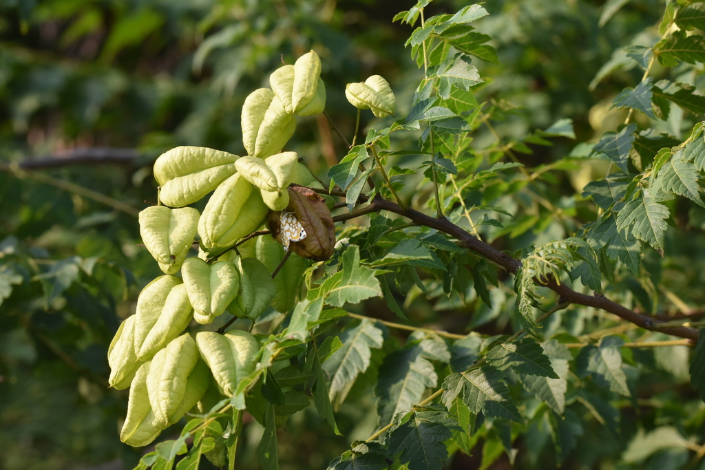Koelreuteria paniculata